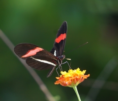 Heliconius erato