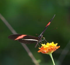 Heliconius erato