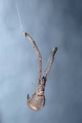 Miagrammopes orientalis