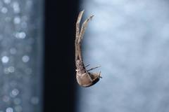 Miagrammopes orientalis