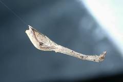 Miagrammopes orientalis