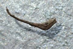 Miagrammopes orientalis