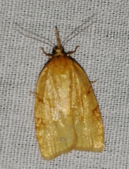 Sparganothis umbrana