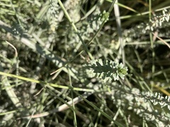 Hippuris tetraphylla