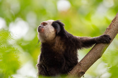 Callithrix geoffroyi