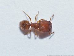 Pheidole dentigula