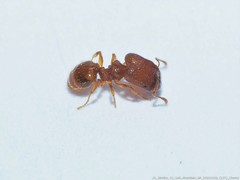Pheidole dentigula