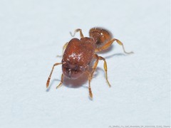 Pheidole dentigula