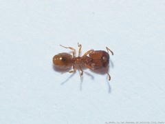 Pheidole dentigula