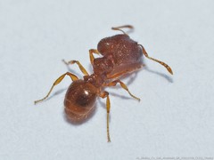 Pheidole dentigula