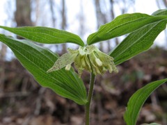 Prosartes maculata