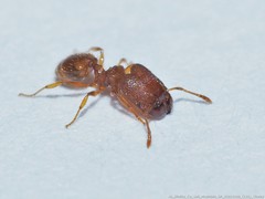 Pheidole dentigula