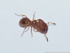 Pheidole dentigula