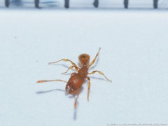 Pheidole dentigula