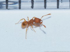 Pheidole dentigula