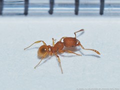 Pheidole dentigula