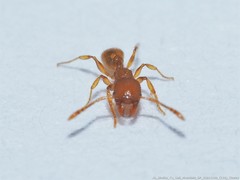Pheidole dentigula