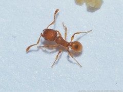 Pheidole dentigula