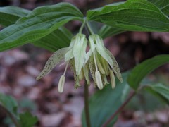 Prosartes maculata