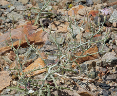 Stephanomeria parryi