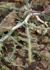 Stephanomeria parryi