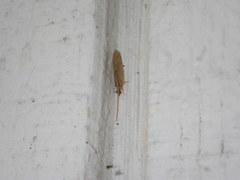 Hemerobiidae