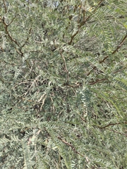 Prosopis odorata