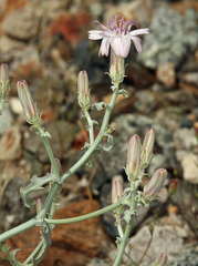 Stephanomeria parryi