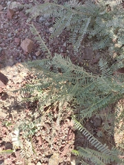 Prosopis odorata