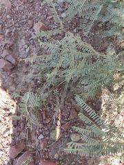 Prosopis odorata