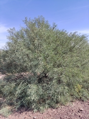Prosopis odorata