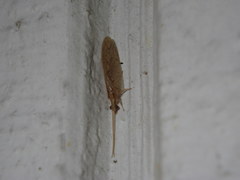Hemerobiidae