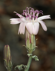 Stephanomeria parryi