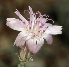 Stephanomeria parryi