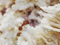 Pheidole dentigula