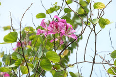 Bauhinia × blakeana