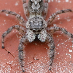 Platycryptus undatus