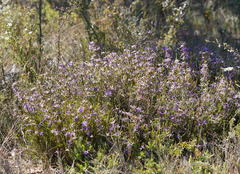 Calectasia intermedia
