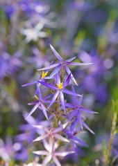 Calectasia intermedia
