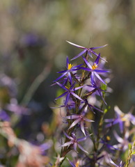 Calectasia intermedia