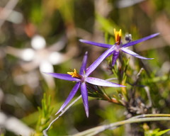 Calectasia intermedia