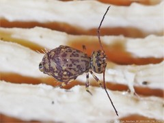Ptenothrix marmorata