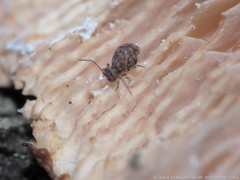 Ptenothrix marmorata
