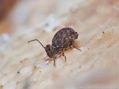 Ptenothrix marmorata