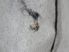 Menemerus semilimbatus