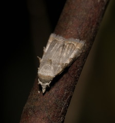 Nola marginata