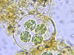 Chlamydomonadaceae