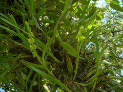 Epidendrum cardiophorum