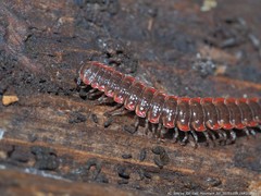 Pseudopolydesmus erasus