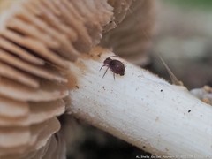 Ptenothrix atra
